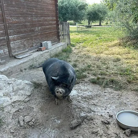 Hotel Camping Rural La Masia Cocentaina