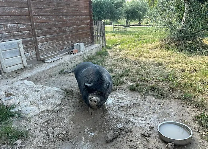 Hotel Camping Rural La Masia Cocentaina